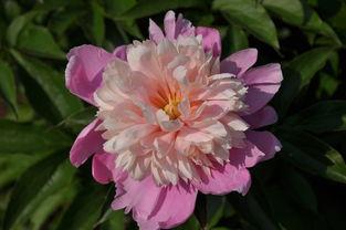 芍药在线观看,一场视觉与情感的盛宴  第2张